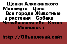 Щенки Аляскинского Маламута › Цена ­ 10 000 - Все города Животные и растения » Собаки   . Челябинская обл.,Катав-Ивановск г.